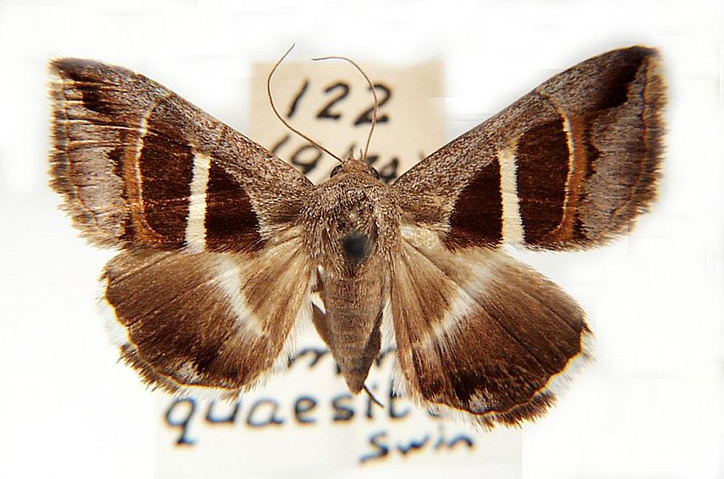 Grammodes quaesita