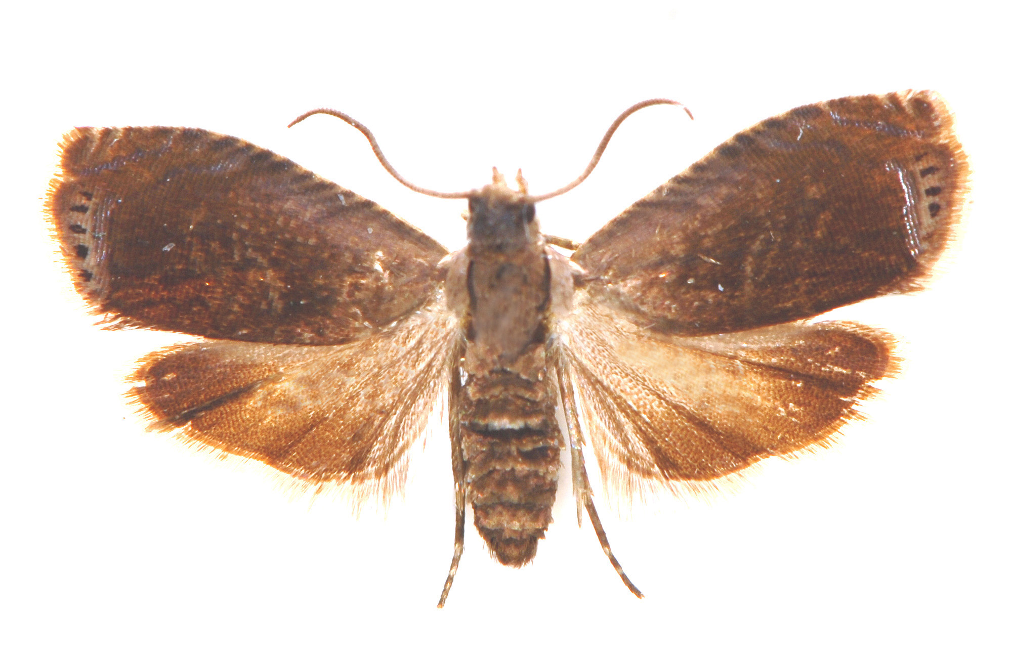 Grapholita conficitana