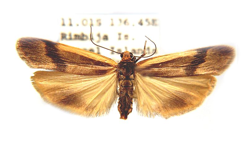 Graphosia lophopyga