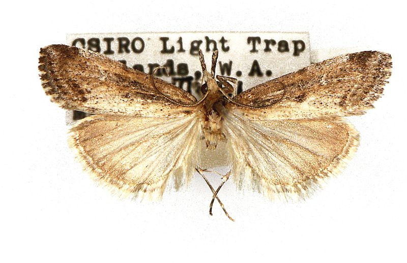 Hednota crypsichroa