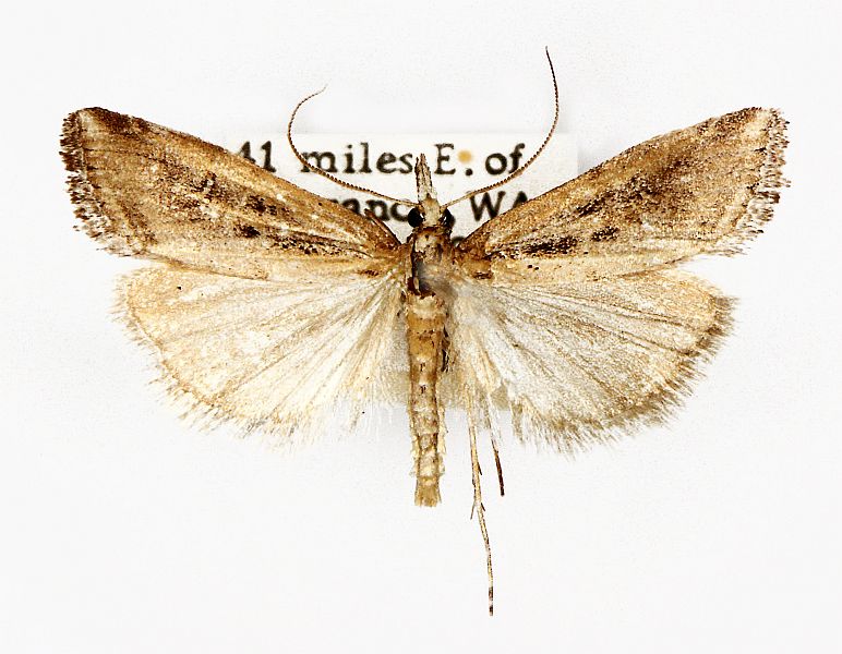 Hednota crypsichroa