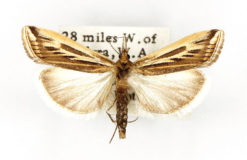 Hednota panteucha_pest