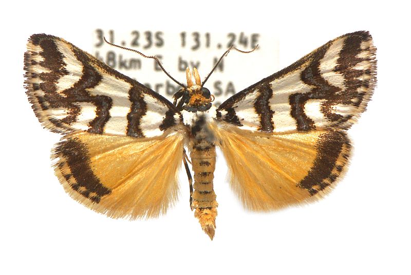 Hednotodes callichroa