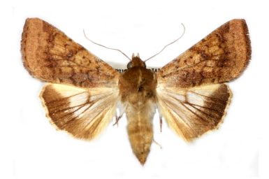 Helicoverpa punctigera