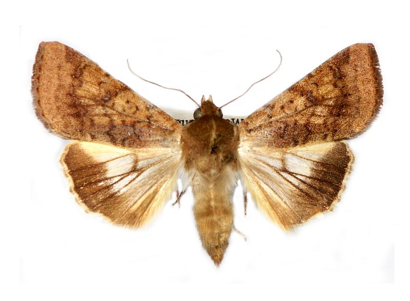 Helicoverpa punctigera
