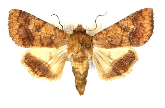 Helicoverpa assulta_pest (Guenée, 1852) – Australian Moths Online