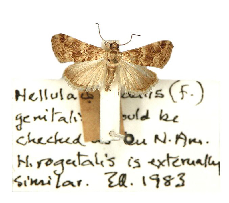 Hellula undalis