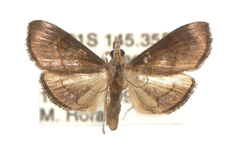 Hemiscopis violacea