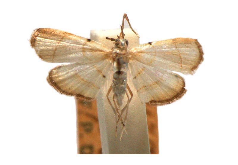 Hendecasis melalophalis Hampson, 1906 – Australian Moths Online