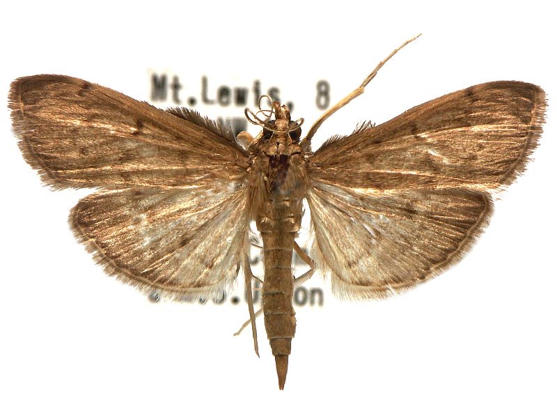 Herpetogramma licarsisalis