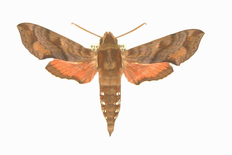 Hippotion brennus