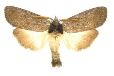 Hobartina eusciera