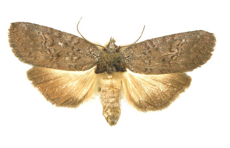 Hobartina eusciera