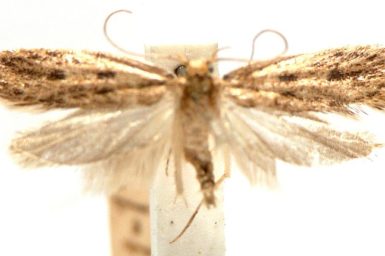 Hofmannophila pseudospretella