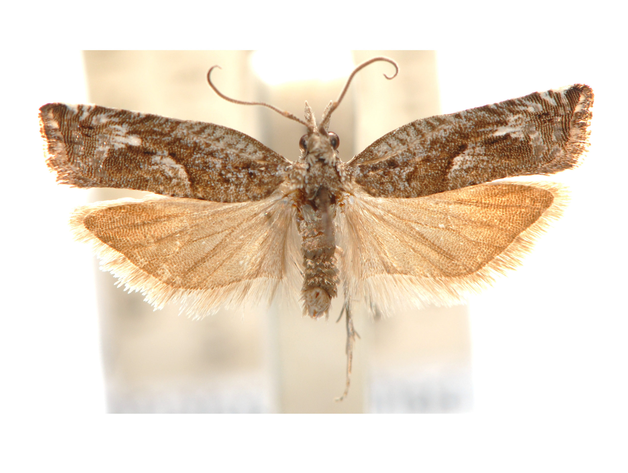 Holocola nitida