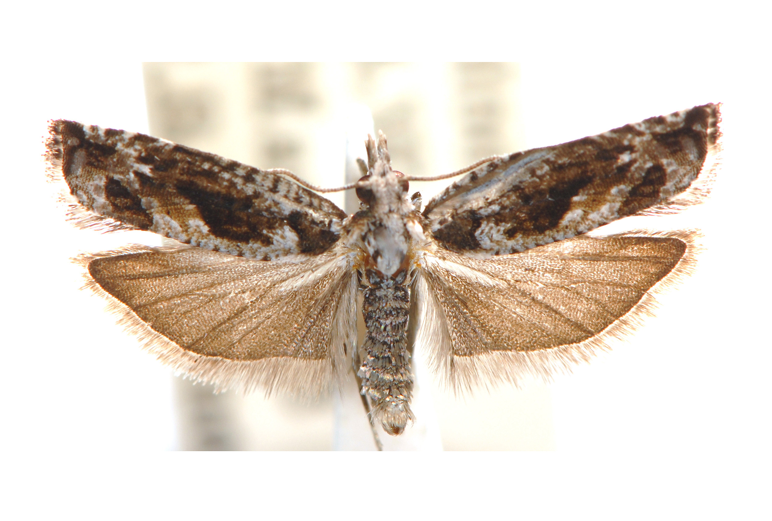 Holocola phaeoscia