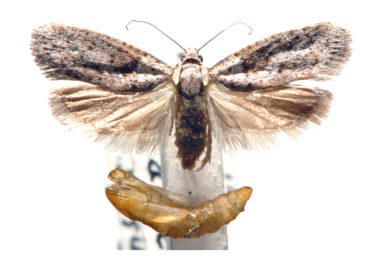 Homadaula myriospila