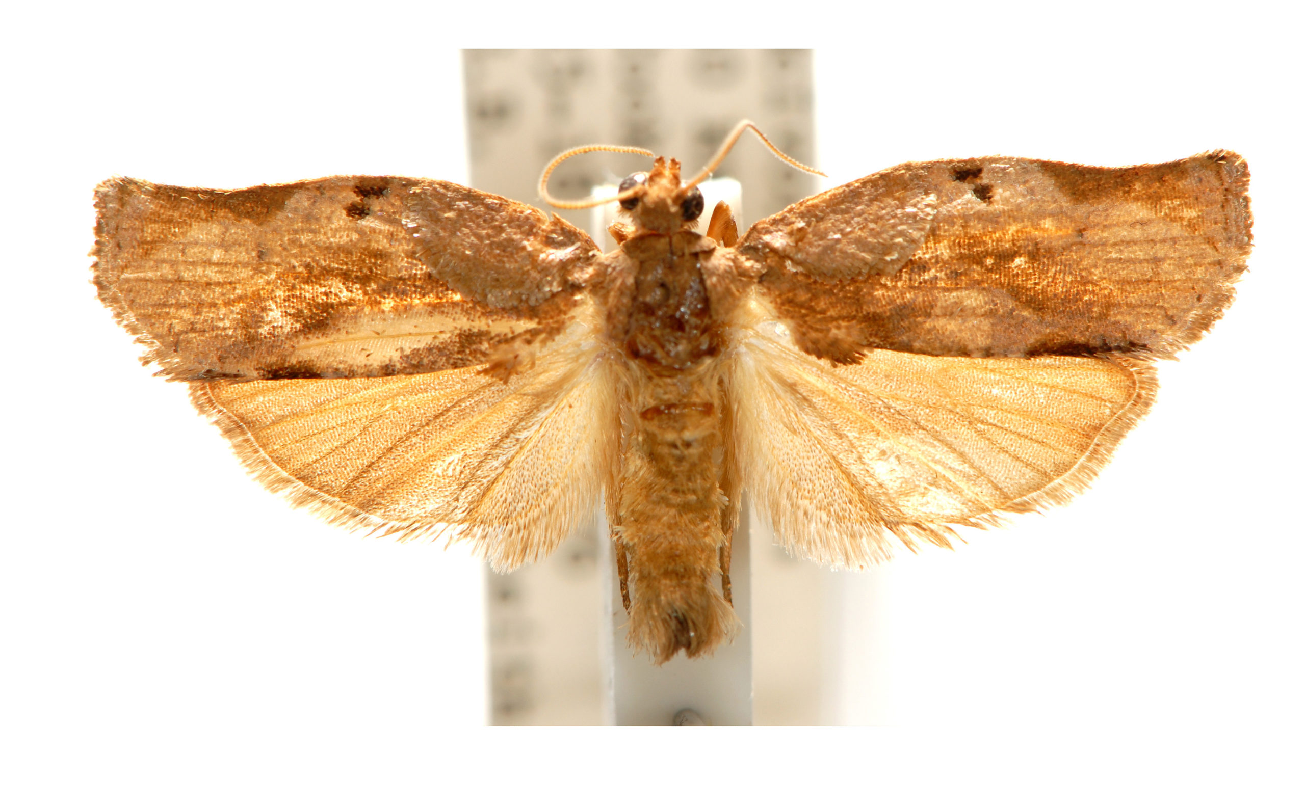 Homona trachyptera