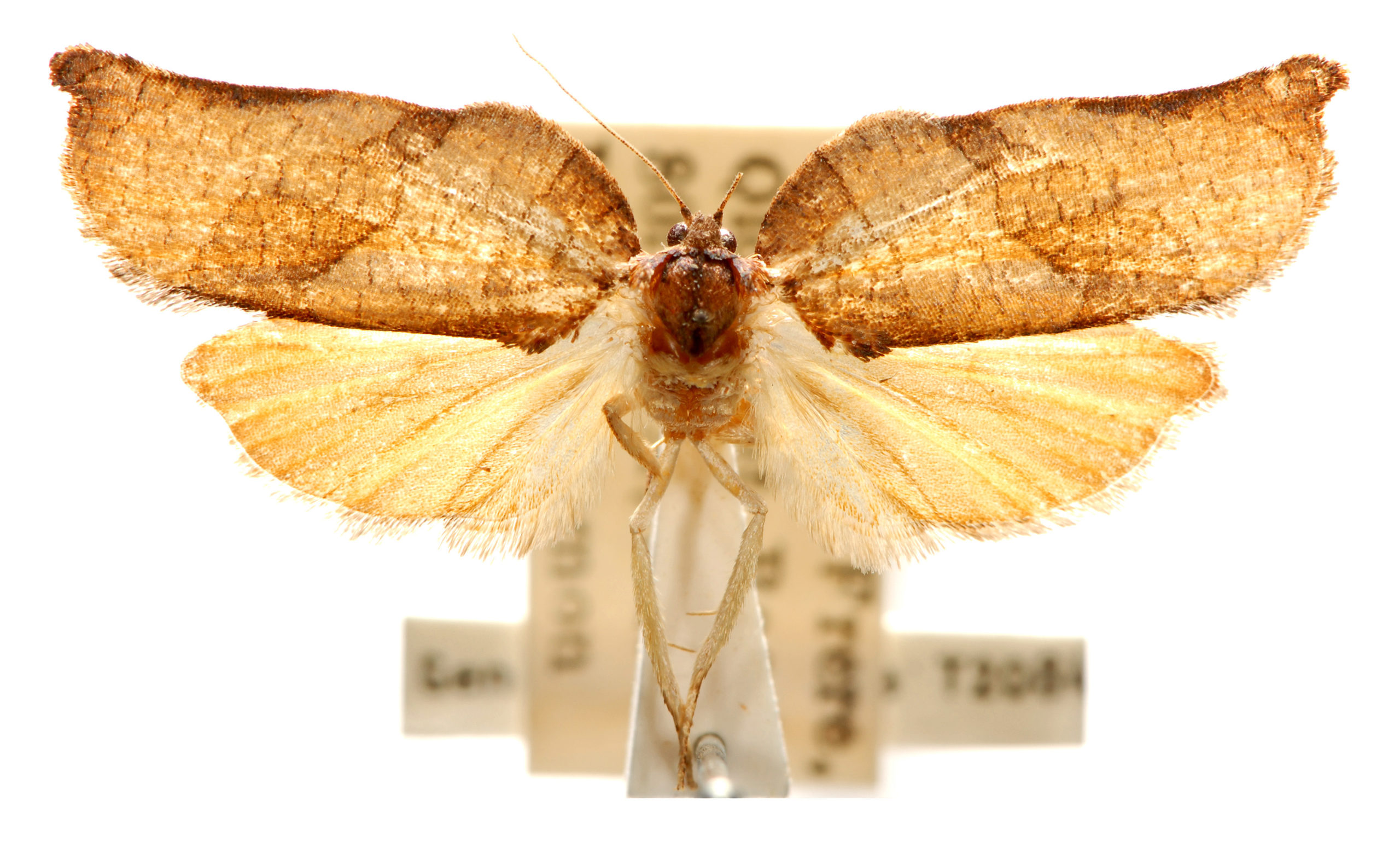 Homona trachyptera