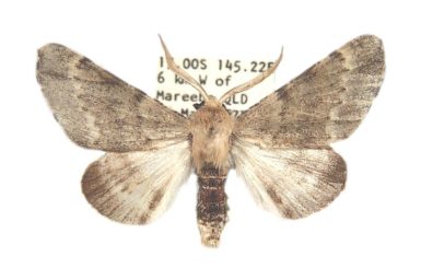 Homospora rhodoscopa