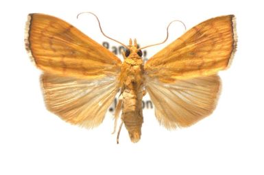 Hyalobathra brevialis