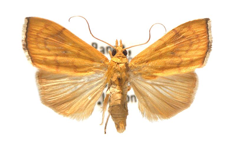 Hyalobathra brevialis