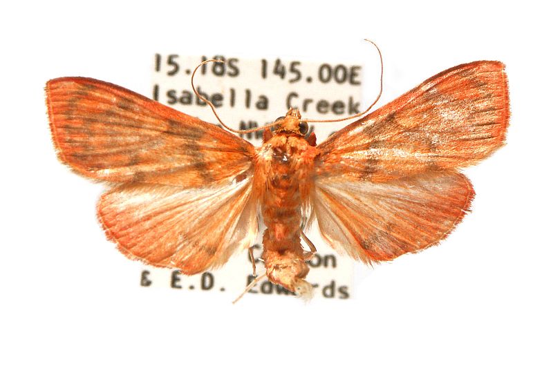 Hyalobathra minialis