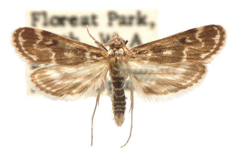 Hygraula nitens