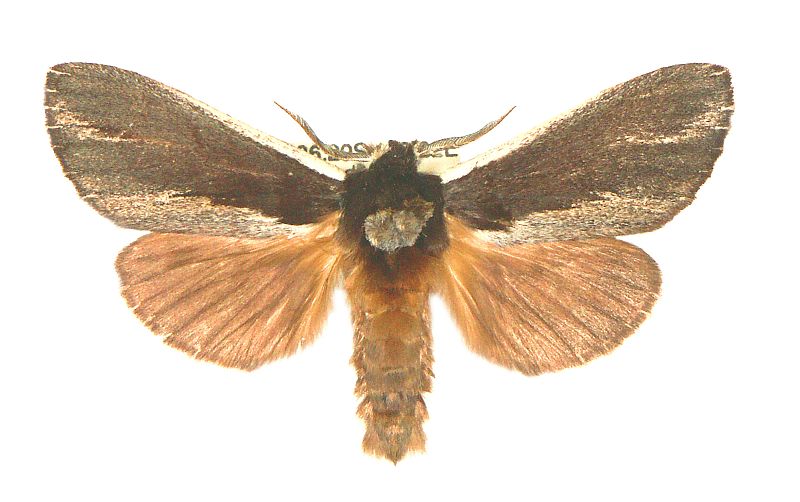 Hylaeora capucina