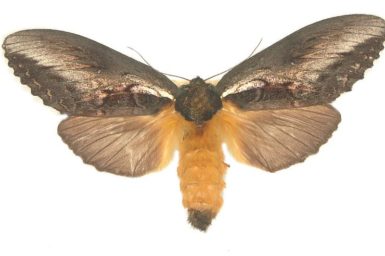 Hylaeora caustopis