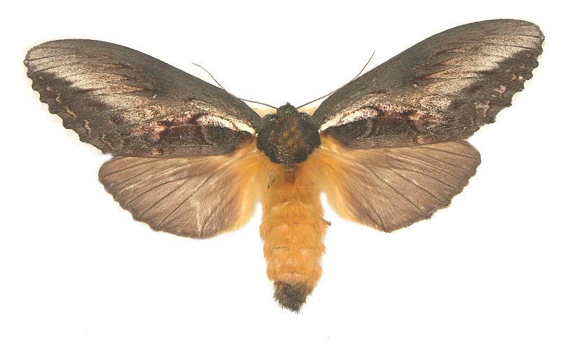 Hylaeora caustopis