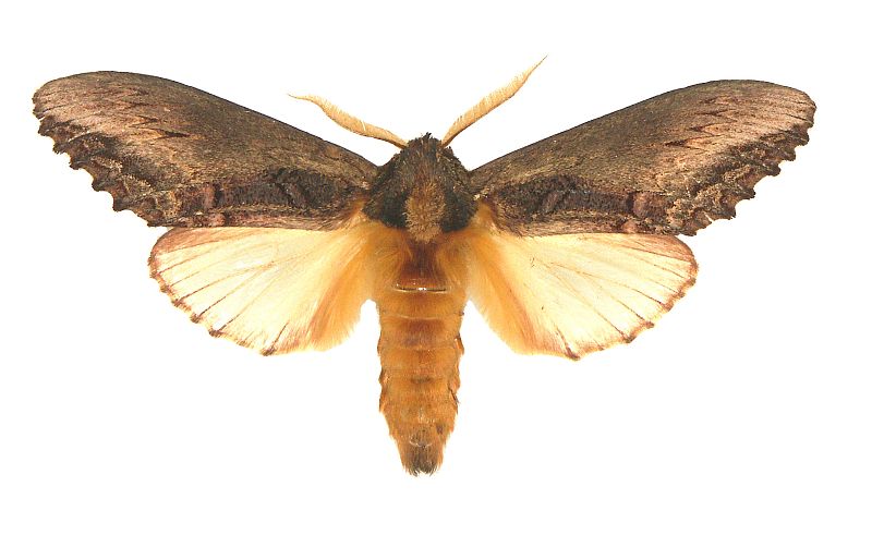 Hylaeora dilucida