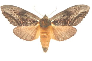 Hylaeora eucalypti