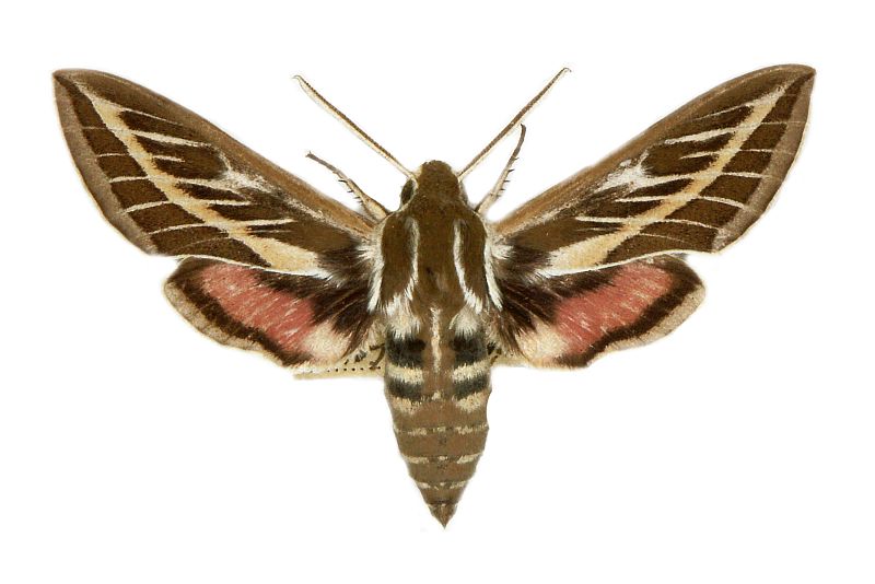 Hyles livornicoides