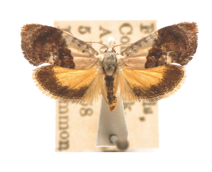 Hypertropha chlaenota