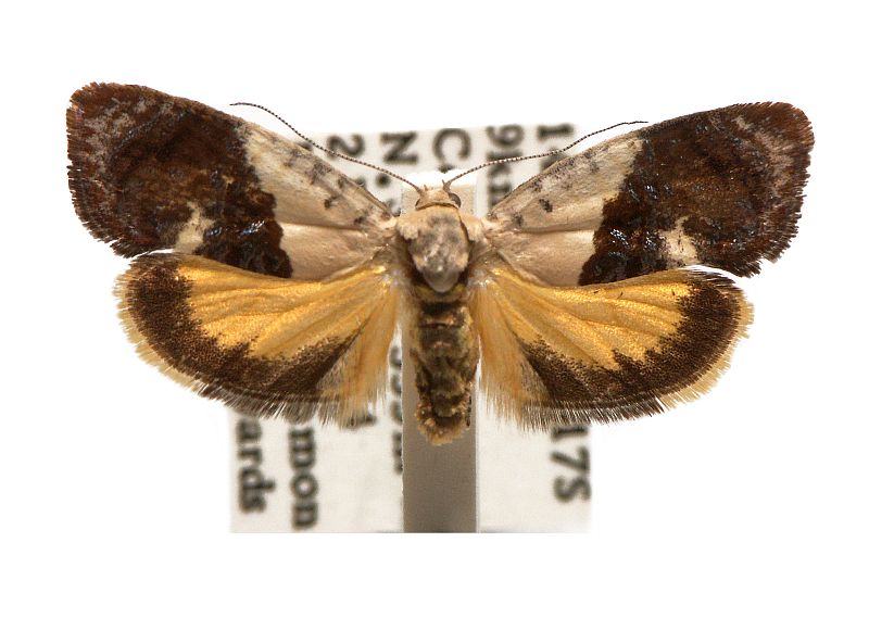 Hypertropha chlaenota