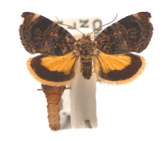 Hypertropha desumptana