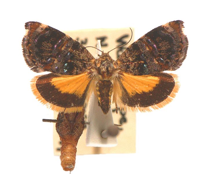 Hypertropha desumptana