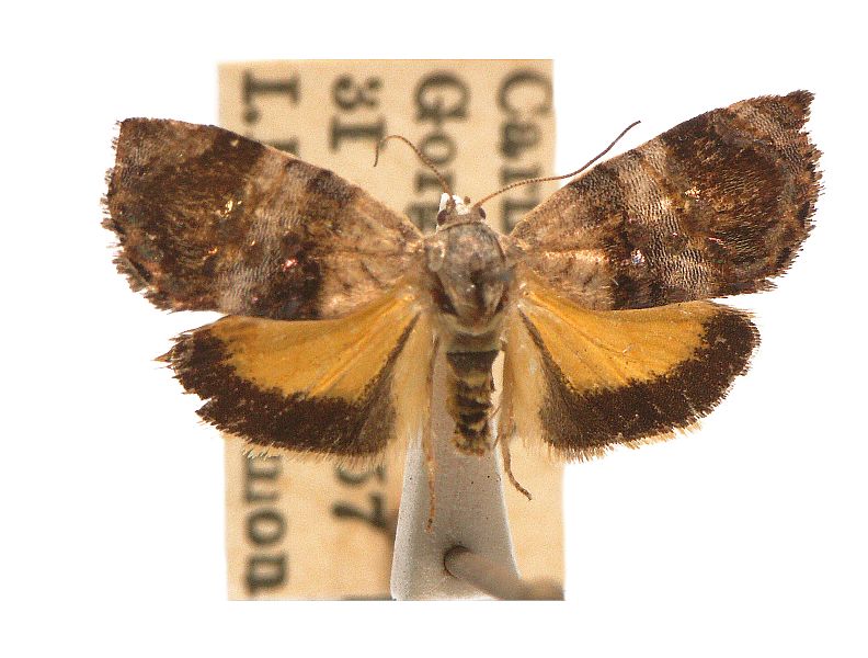 Hypertropha thesaurella