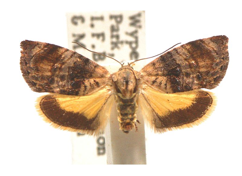 Hypertropha thesaurella