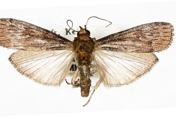 Pyralidae, Phycitinae – Australian Moths Online