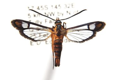 Ichneumenoptera chrysophanes