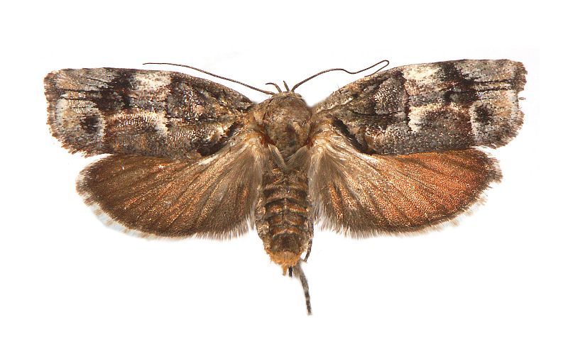 Illidgea epigramma