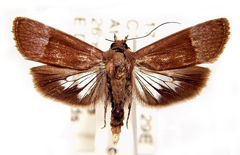 Immidae Australian Moths Online