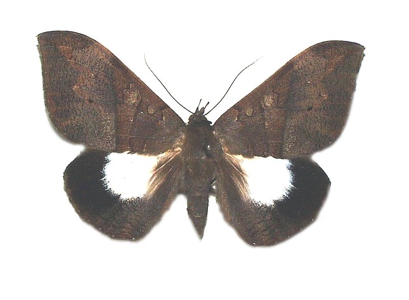 Ischyja ebusa