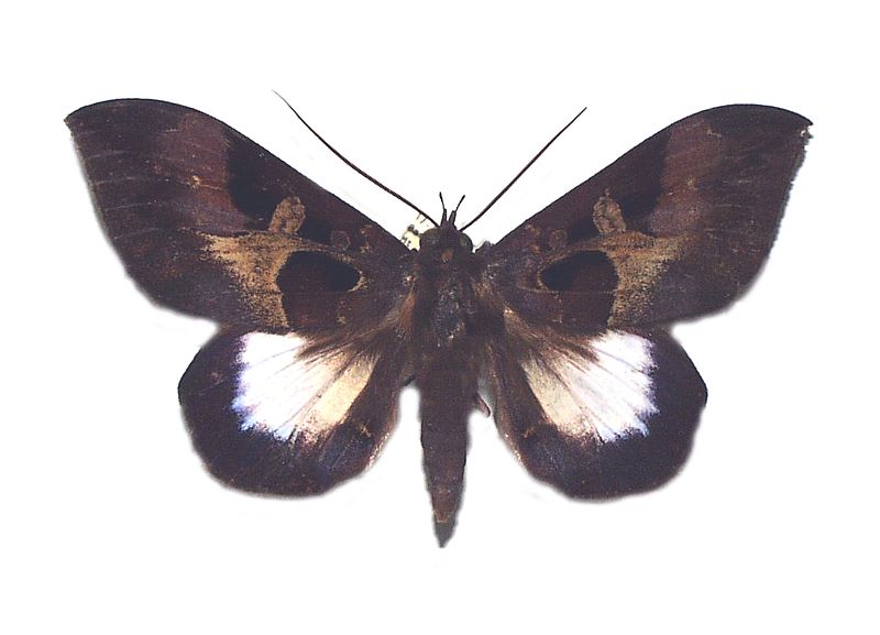 Ischyja ebusa