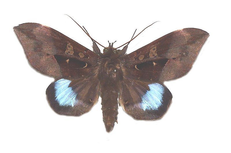 Ischyja manlia