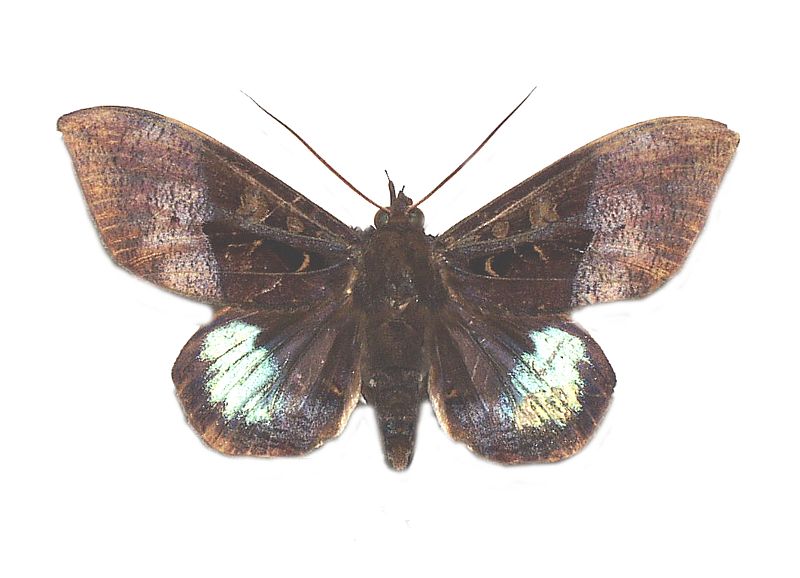 Ischyja manlia