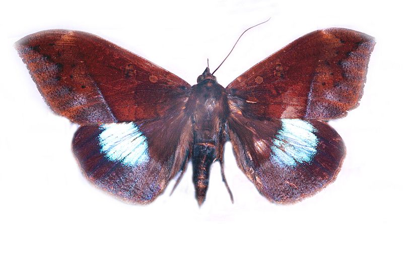 Ischyja manlia