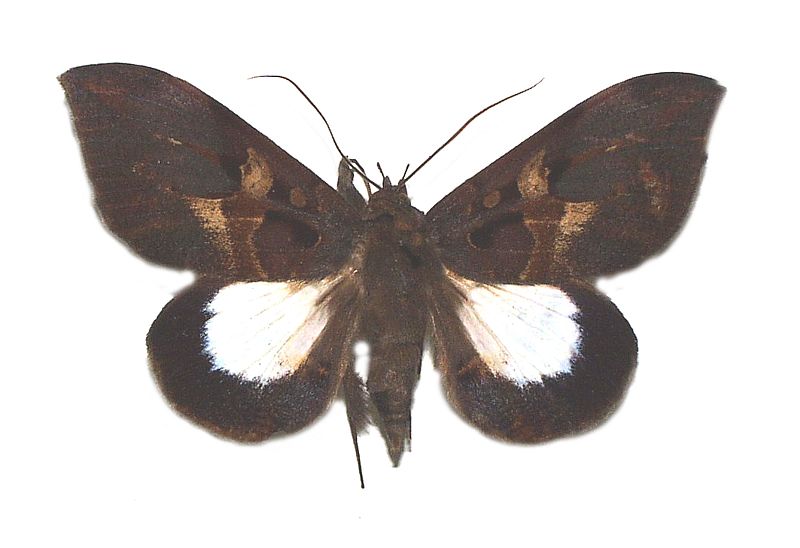 Ischyja neocherina